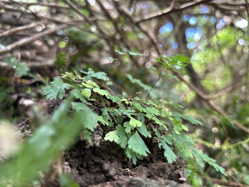 Adiantum raddianum observed 2024-07-10