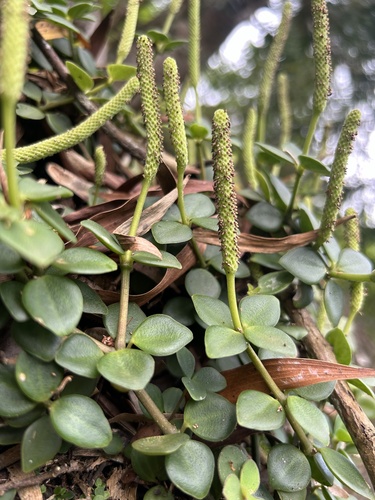 Peperomia observed 2024-07-10