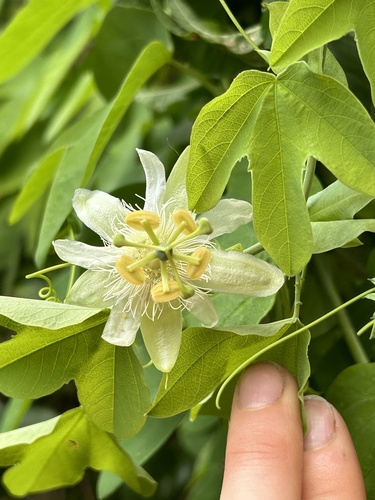 Passiflora subpeltata observed 2024-07-10