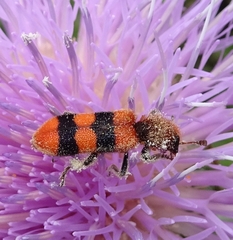 Trichodes bibalteatus