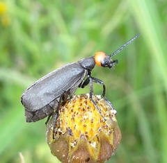 Epicauta atrata