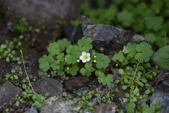 Romanzoffia sitchensis