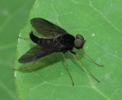 Chrysopilus velutinus
