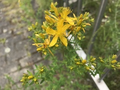 Hypericum perforatum