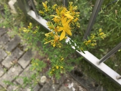 Hypericum perforatum