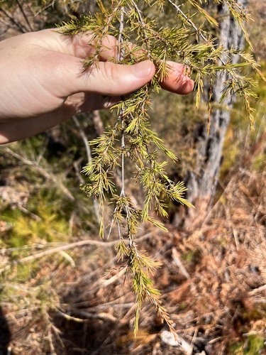 Image of Baeckea frutescens by no rights reserved