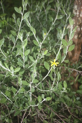 Osteospermum moniliferum subsp. septentrionale image