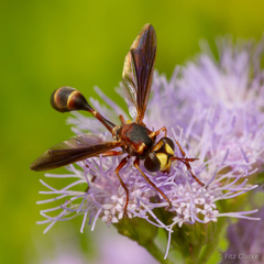 Physocephala sagittaria