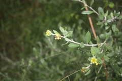 Osteospermum moniliferum subsp. septentrionale image