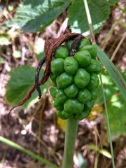 Arum korolkowii