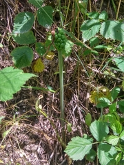 Arum korolkowii