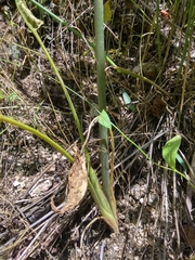 Arum korolkowii