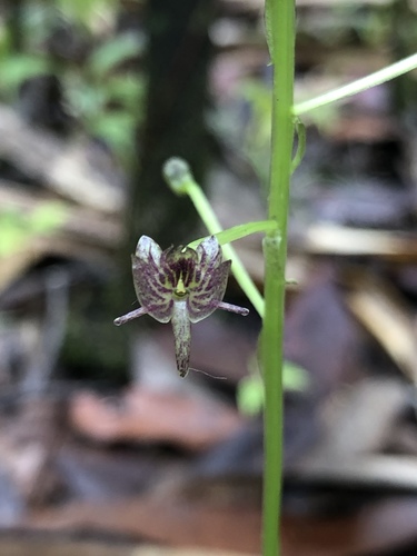hairstalk crepidium (Crepidium setipes)