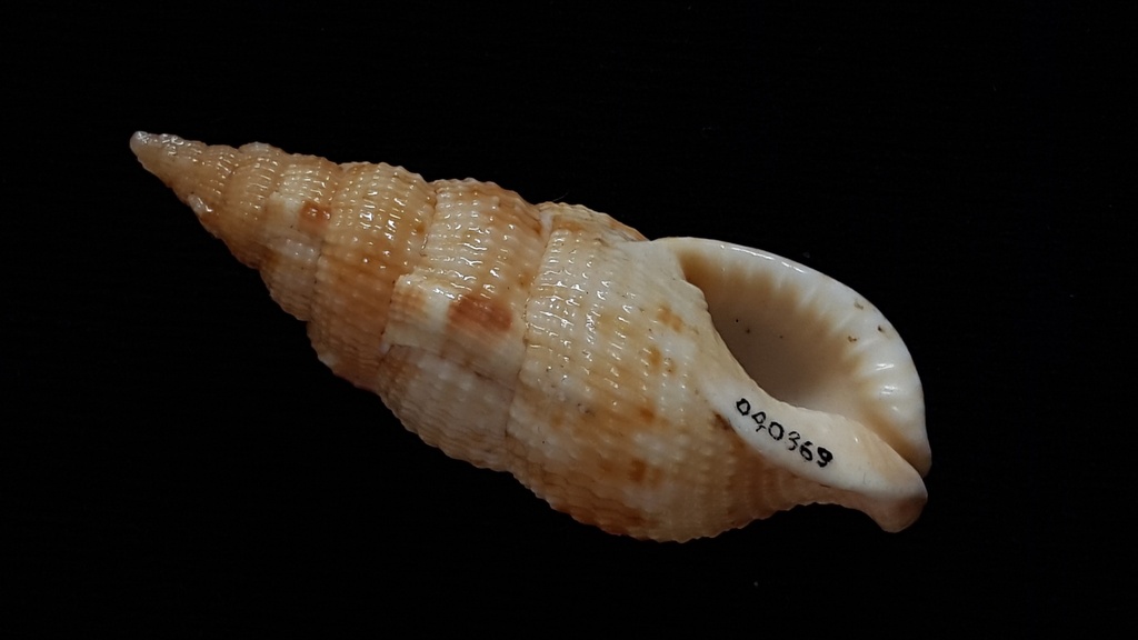 Colubraria testacea