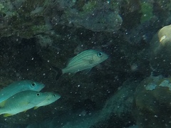 Haemulon carbonarium