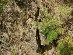 Prangos bucharica