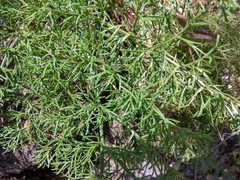 Prangos bucharica