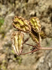 Prangos bucharica