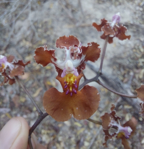 Image of Trichocentrum luridum by (c) Sinead Gómez, some rights reserved (CC BY)