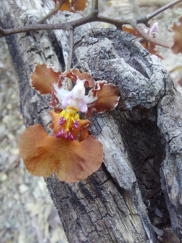 Image of Trichocentrum luridum by (c) Sinead Gómez, some rights reserved (CC BY)