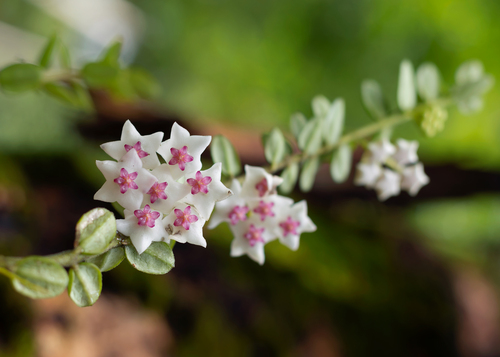 Hoya vaccinioides Hook.f.