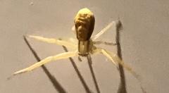 Misumena vatia