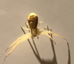 Misumena vatia