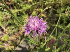 Centaurea jacea