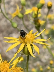 Senecio flaccidus monoensis