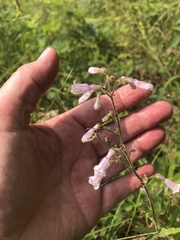 Penstemon brevisepalus