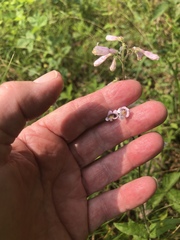 Penstemon brevisepalus