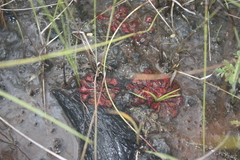 Drosera burkeana image