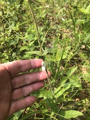 Penstemon brevisepalus