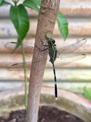 Orthetrum sabina