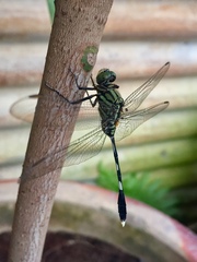 Orthetrum sabina