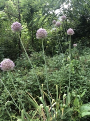 Allium ampeloprasum