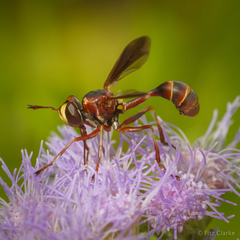 Physocephala sagittaria
