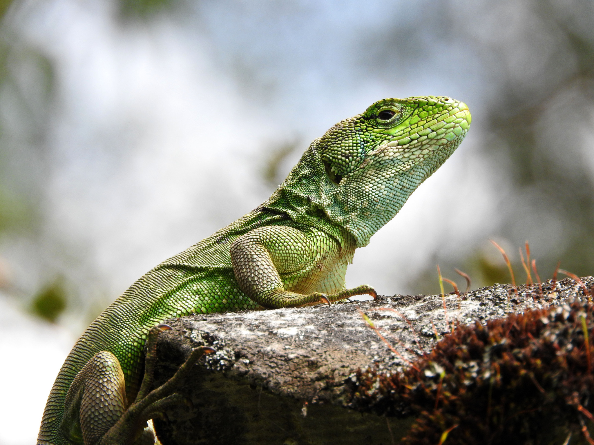 Stenocercus humeralis image