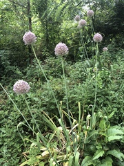 Allium ampeloprasum