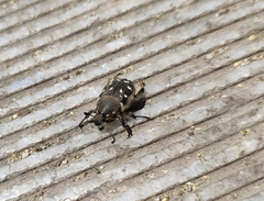 Heterocnemis graeca