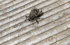 Heterocnemis graeca