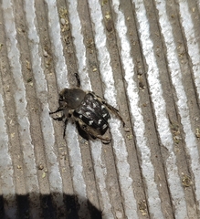 Heterocnemis graeca