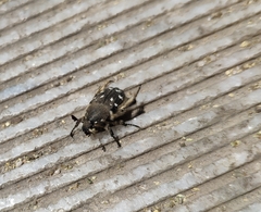 Heterocnemis graeca