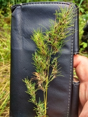 Poa bulbosa vivipara