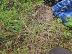 Poa bulbosa vivipara