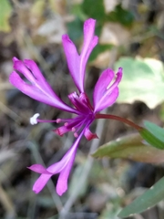 Clarkia concinna
