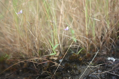 Utricularia arenaria image