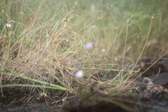 Utricularia arenaria image