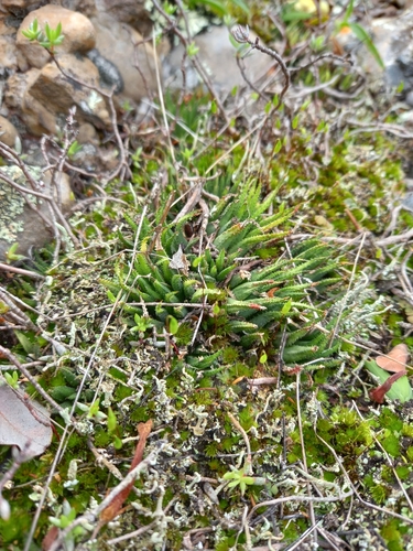 Haworthia chloracantha