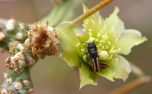 Acmaeodera quadrivittatoides